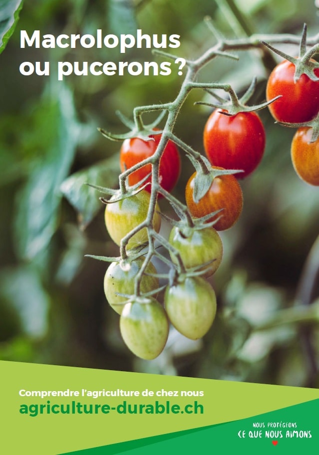 Les agriculteurs utilisent autant que possible des méthodes naturelles, comme les insectes auxiliaires parasitoïdes, qui se développent sur ou à l’intérieur des insectes nuisibles et ainsi les font disparaître.