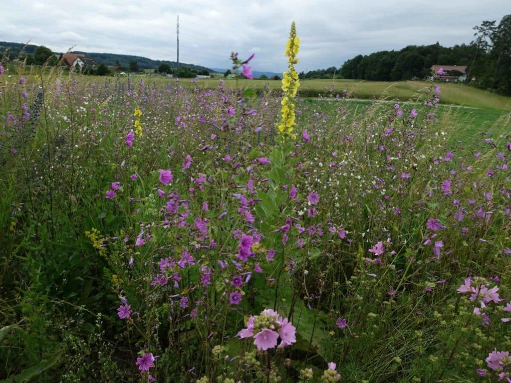 Bandes de fleurs pour pollinisateurs, promotion de la biodiversité