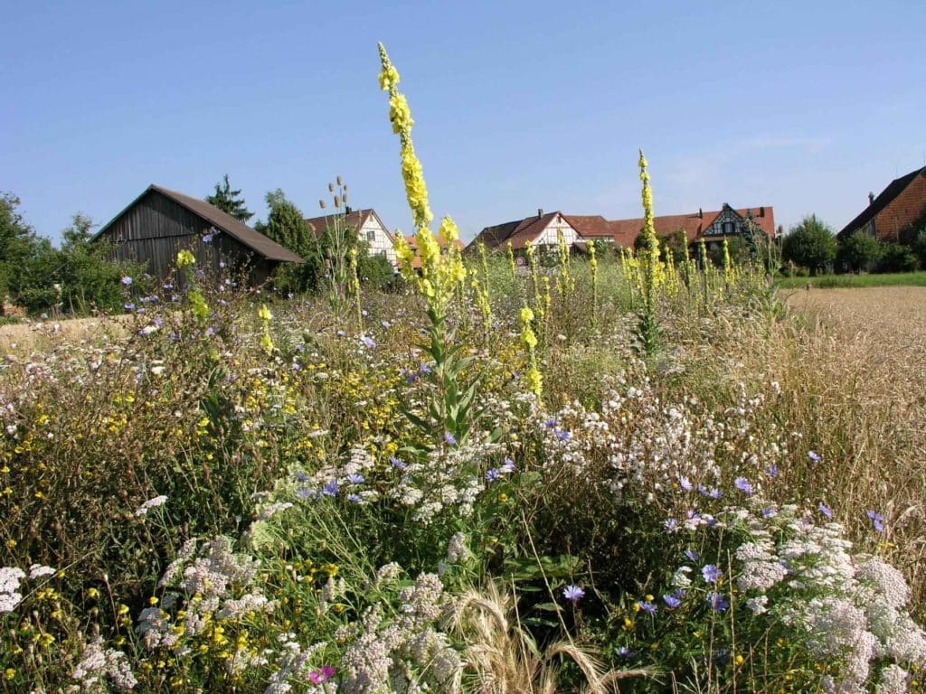 Bandes de fleurs pour pollinisateurs, promotion de la biodiversité