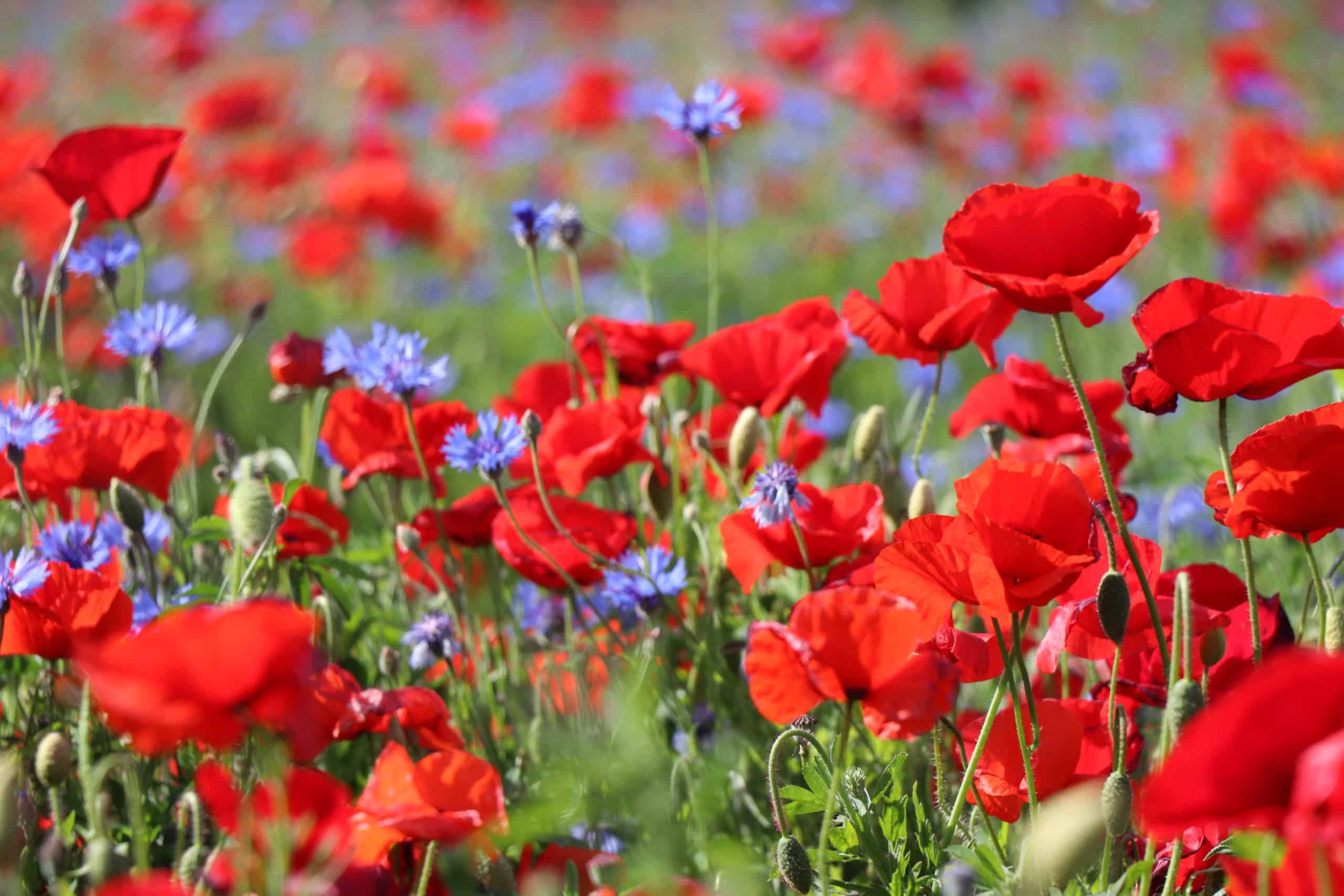 La biodiversité