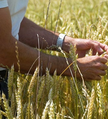 Culture des céréales