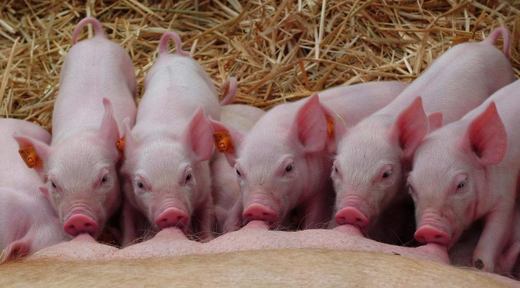 Le bien-être et la santé animale sont très importants pour les éleveurs suisses de cochons.