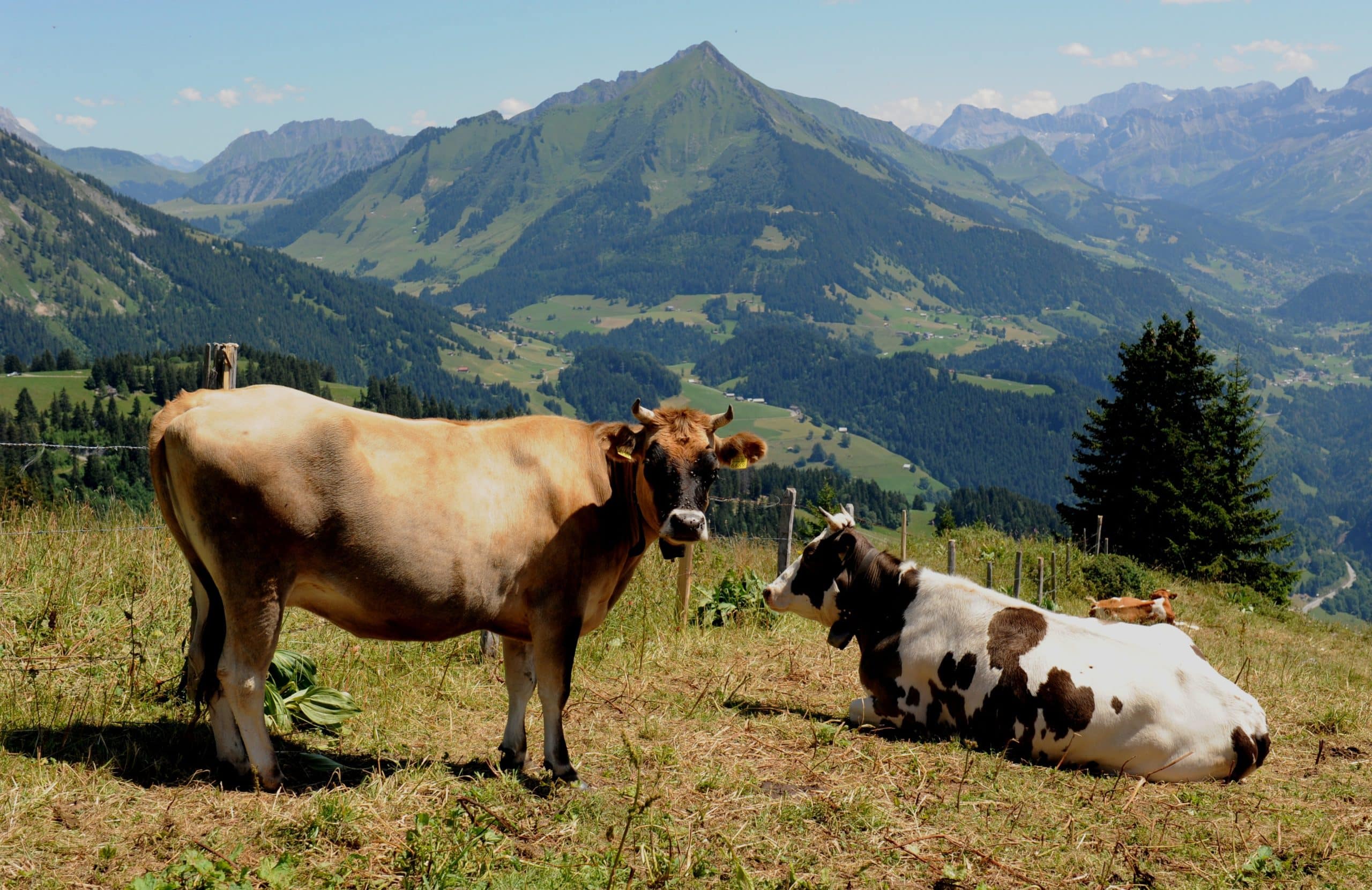 La santé animale