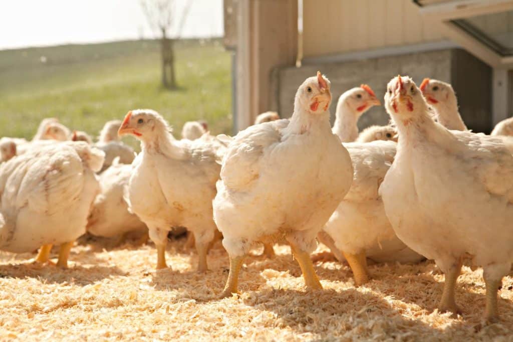 Le bien-être et la santé animale sont très importants pour les éleveurs suisses de poulets et autres volailles.