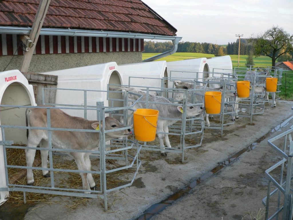 Le bien-être et la santé animale sont très importants pour les éleveurs suisses de veaux et autres bovins.