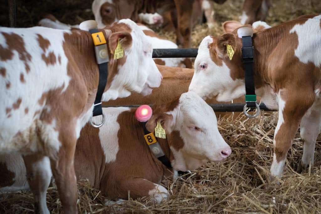 L'élevage suisse innove aussi avec de nouvelles technologies pour garantir la santé et le bien-être animal.