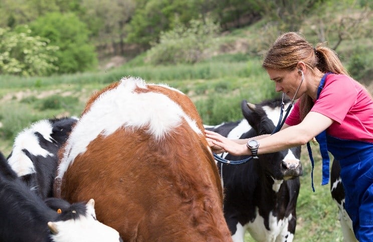 Les paysans suisses peuvent compter sur l'appui des vétérinaires pour soigner leurs animaux.