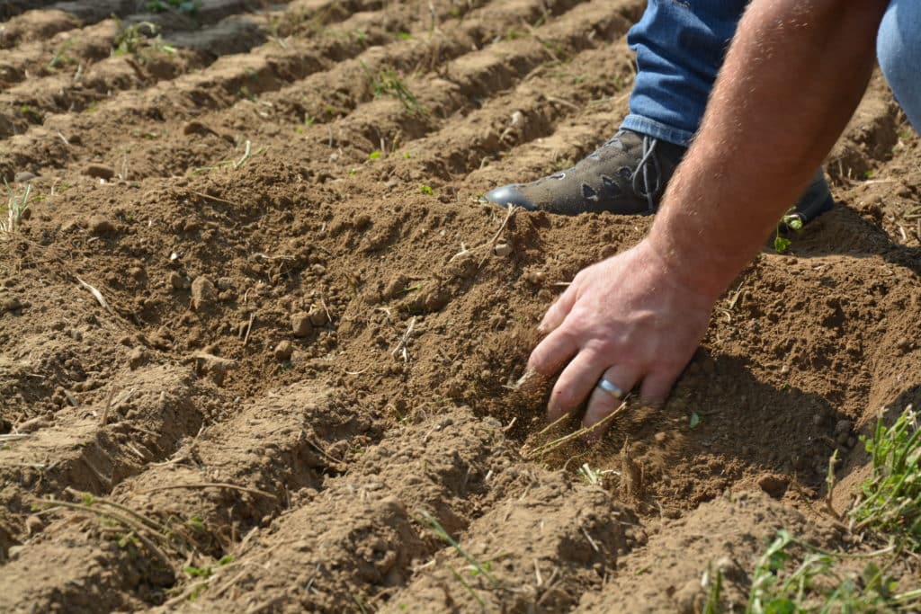 Le sol est support de vie: une ressource précieuse qui abrite deux tiers des organismes vivants et a de grandes qualités en regard du climat.