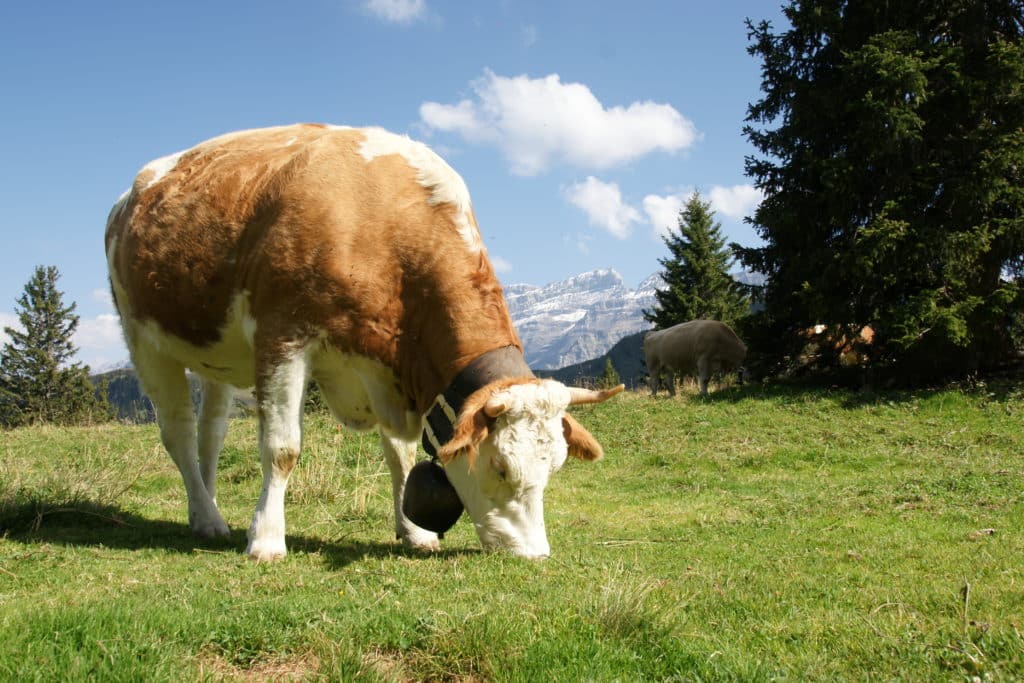 La Suisse a tout d’un pays d'herbages, dont les vaches se nourrissent.