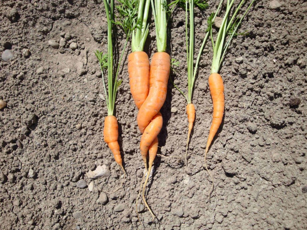 Les aliments sont précieux.