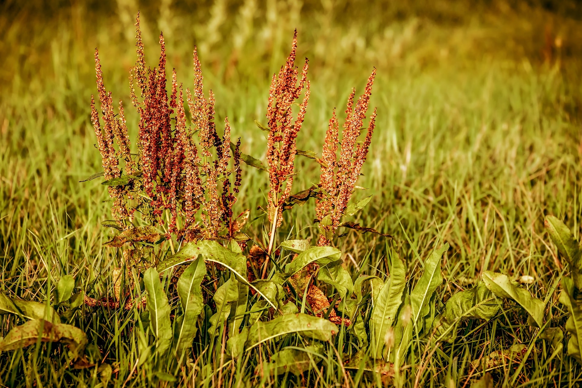 La lutte contre les mauvaises herbes dans les prairies et pâturages sans phytos, alors comment?