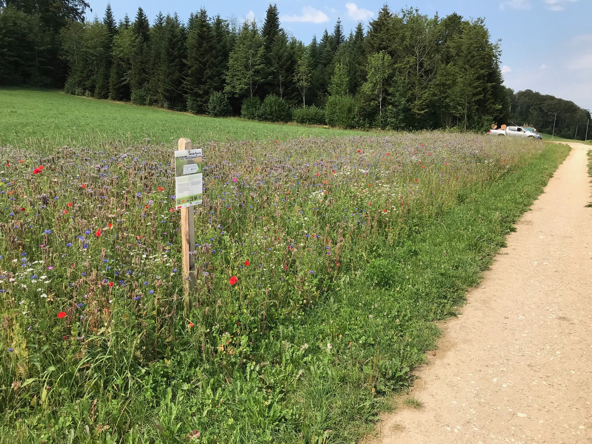 Bleuets et phacélies au goûter des pollinisateurs