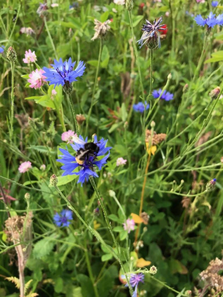 Les bandes fleuries favorisent la biodiversité.