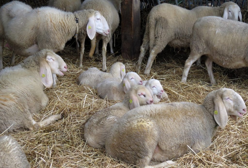 Le lisier et le fumier des animaux sont utilisés dans les champs sous forme d’engrais.