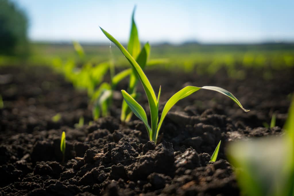 Les plantes ont besoin d’éléments nutritifs pour leur croissance.