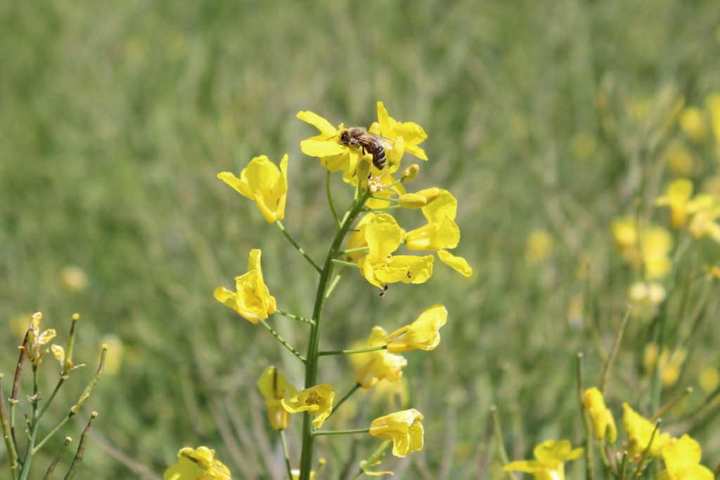 Une abeille butine une fleur de colza.