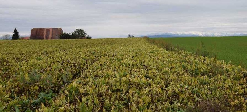 Betteraves et néonicotinoïdes: quels problèmes réels?