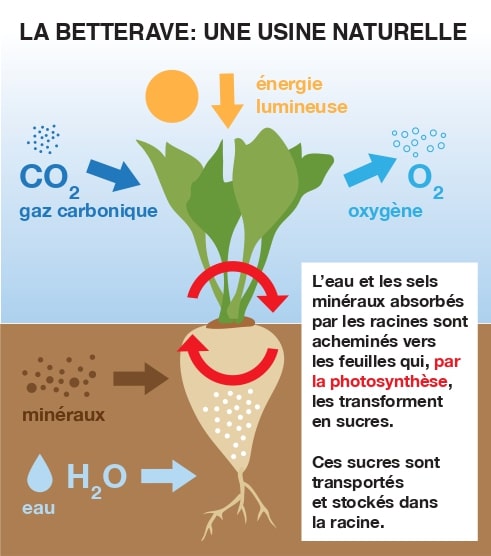 La betterave: une usine naturelle