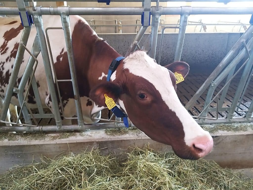 La vache Jenny avec son collier connecté.