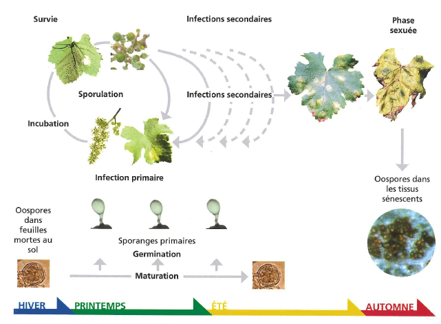 Le cycle de développement du mildiou