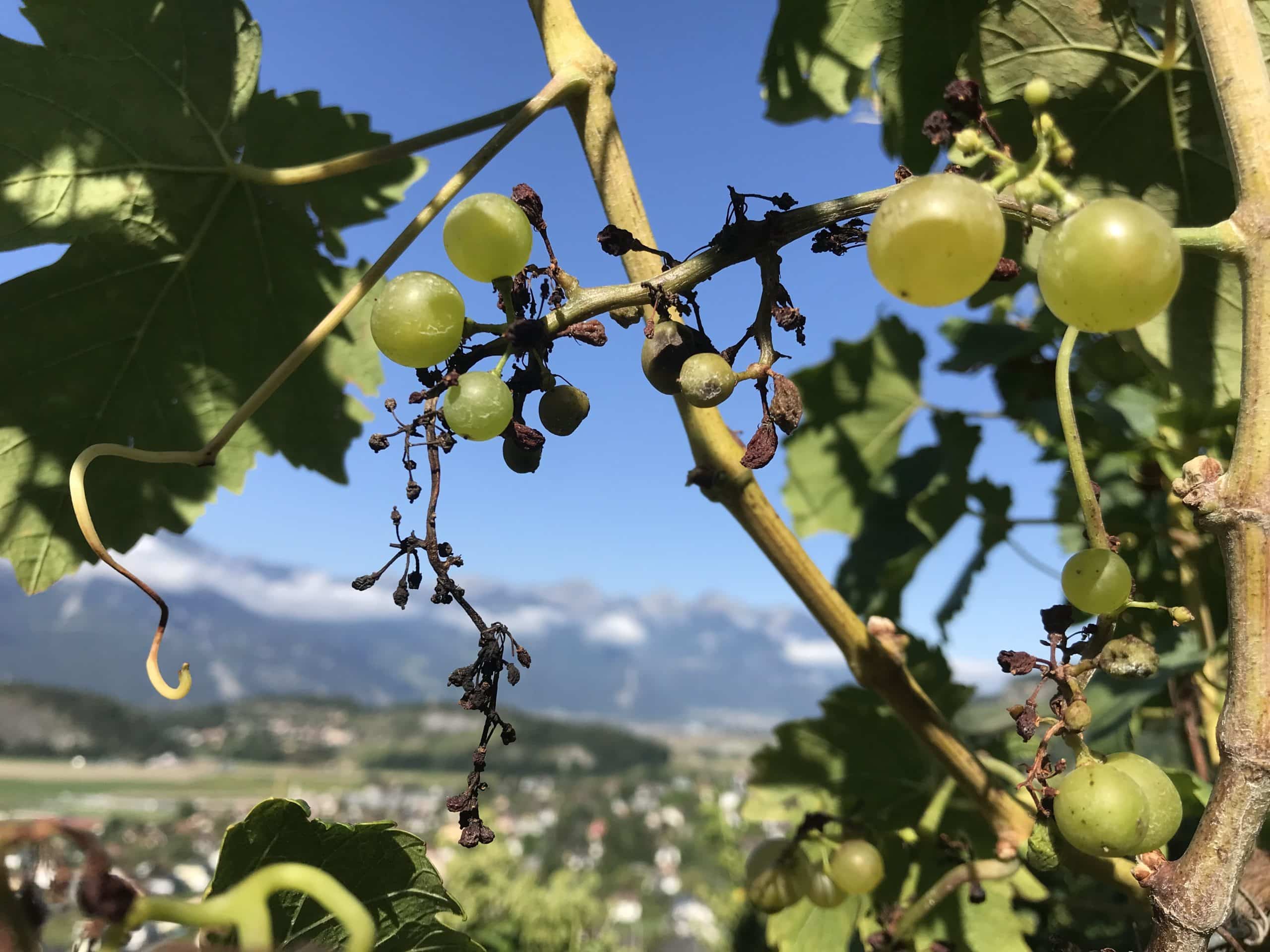 Tout savoir sur le mildiou de la vigne