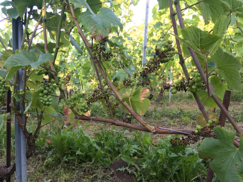 Les ravages du mildiou sur la vigne