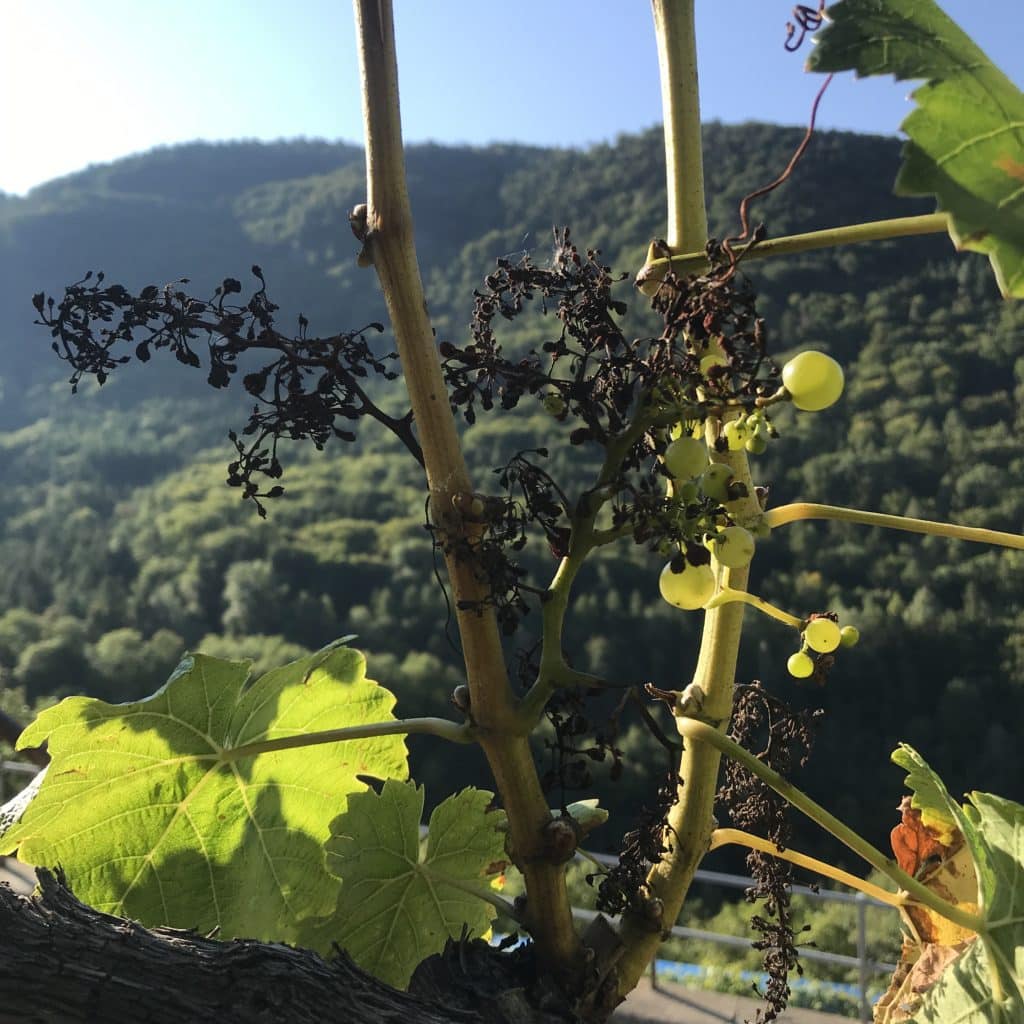 Les ravages du mildiou sur la vigne