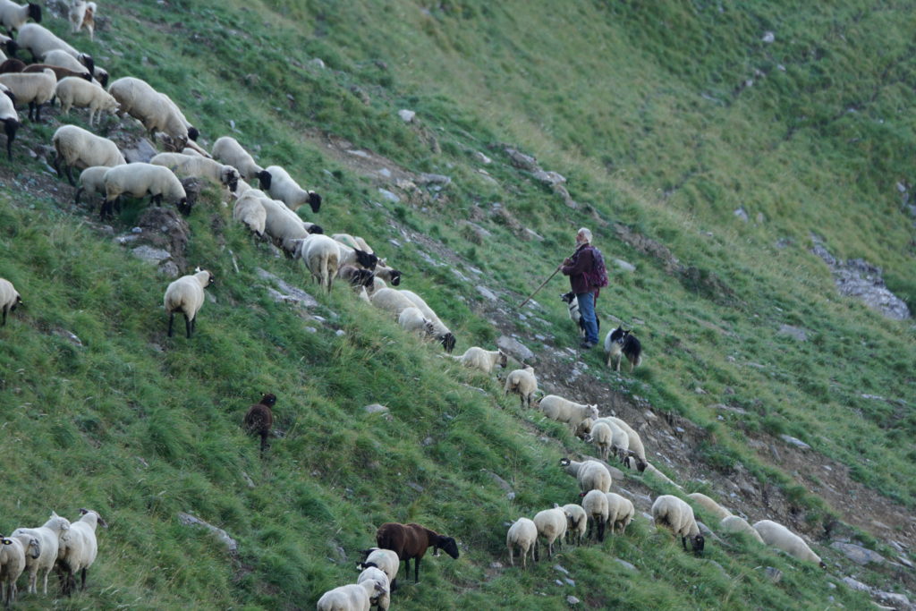 Les bergers et leurs chiens pour protéger les troupeaux des attaques de loup