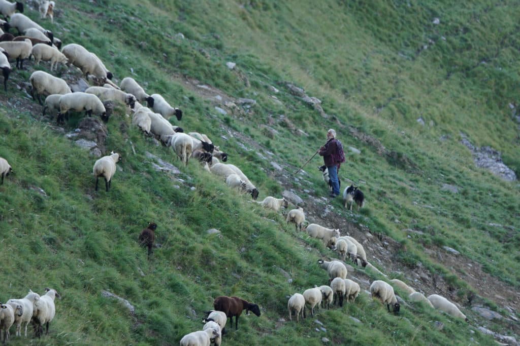 Les bergers et leurs chiens pour protéger les troupeaux des attaques de loup