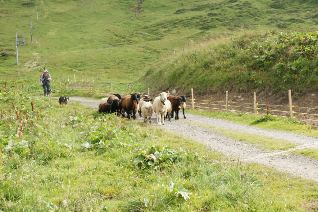 Une bergère guide son troupeau avec l'aide de son chien. © JF Dupertuis 