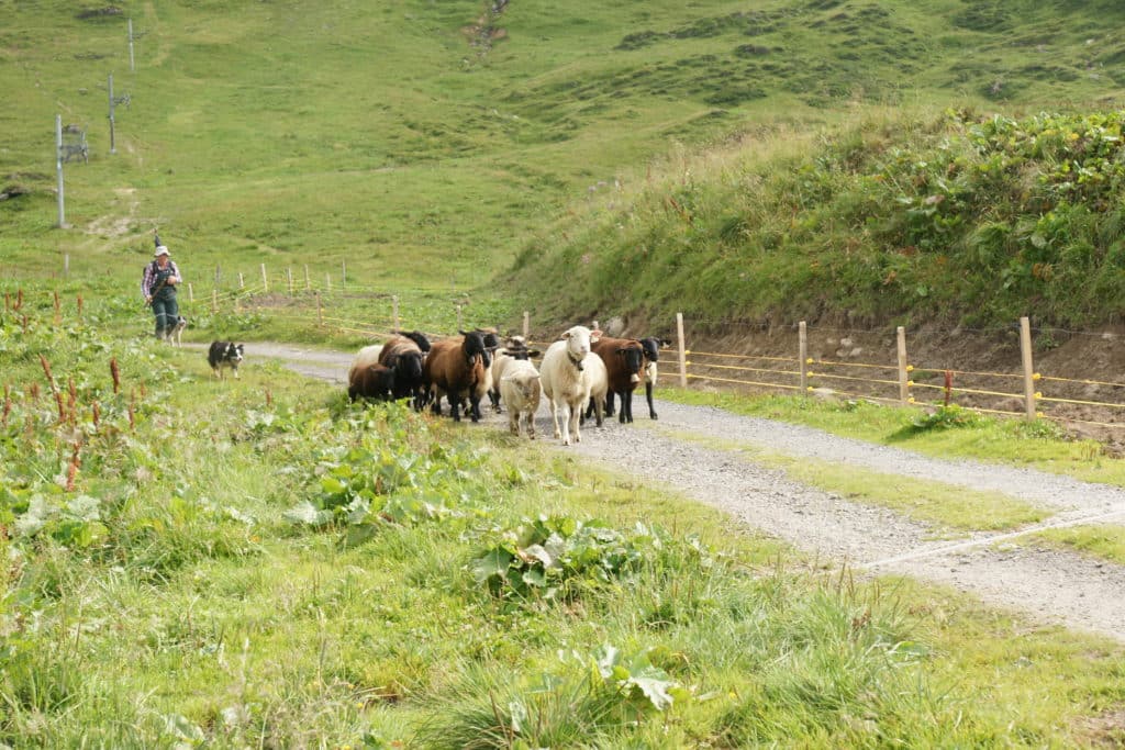 Une bergère guide son troupeau avec l'aide de son chien. © JF Dupertuis