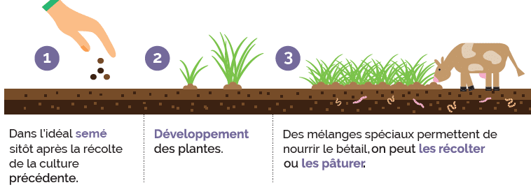 Comment poussent les couverts végétaux