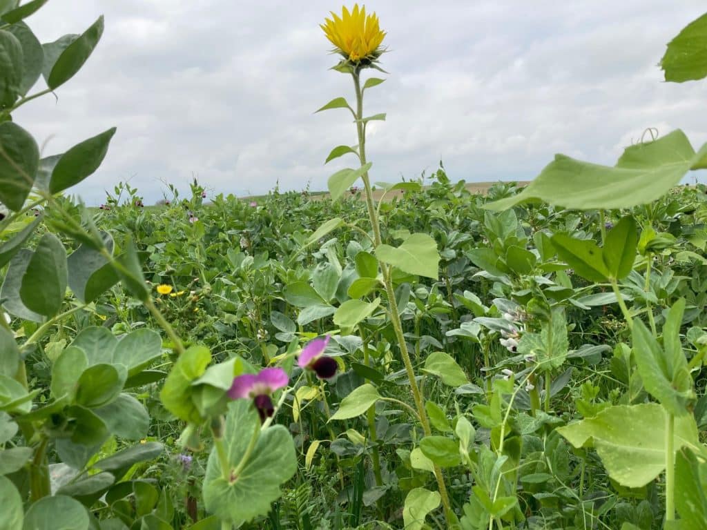 Les couverts végétaux, ces fleurs dans les champs qui regorgent de bienfaits