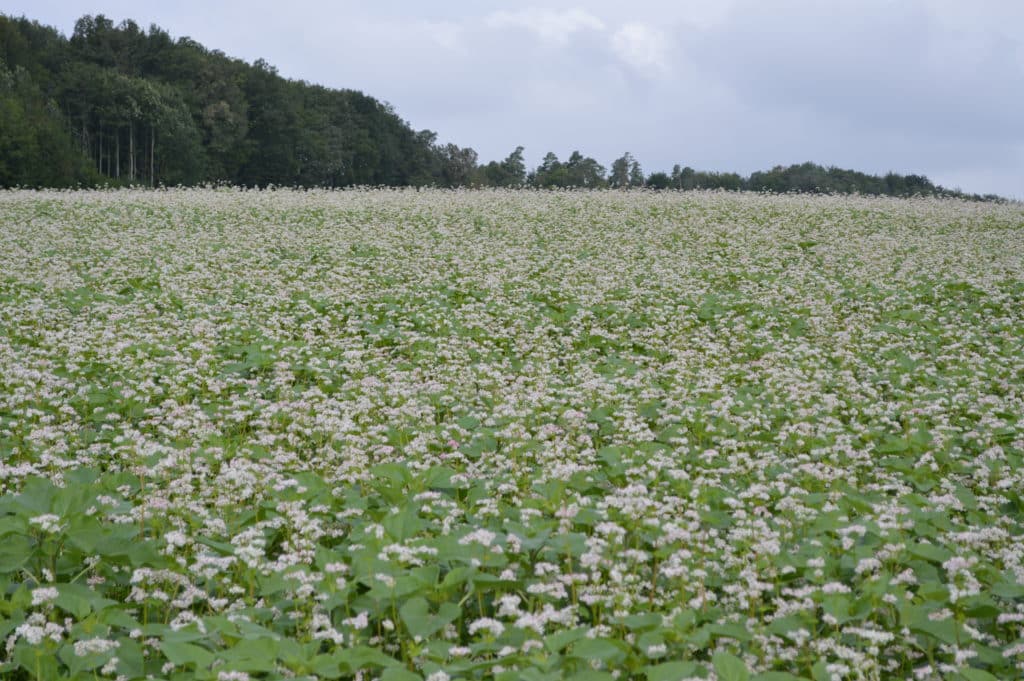 Grâce au stockage du CO2 dans les sols, les couverts végétaux représentent un moyen efficace pour l’agriculture d’apporter sa pierre à l’édifice dans la lutte contre les gaz à effet de serre.