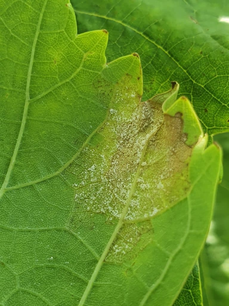 sporulation mildiou sur une feuille de vigne