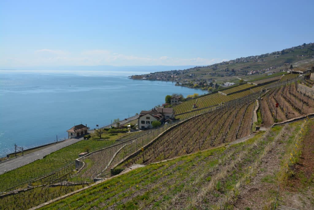 Paysage typique de vignoble en terrasses lémanique