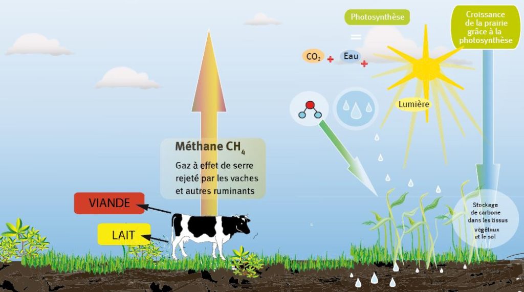 Le cycle naturel du méthane dans l'élevage