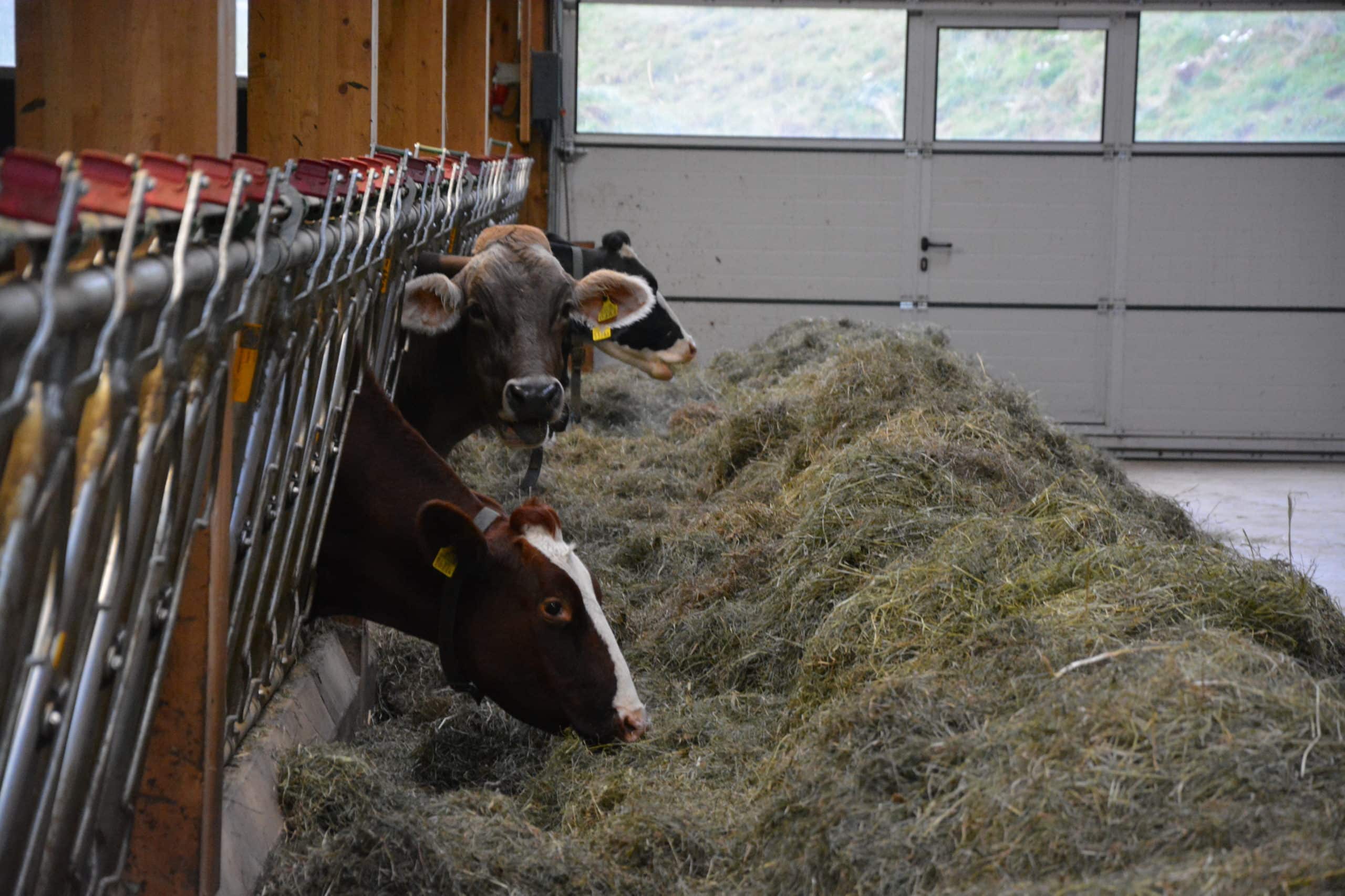 Le méthane des vaches et le réchauffement climatique