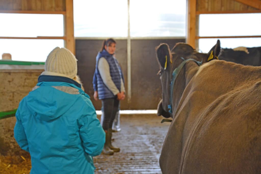 Médecine animale: de l’énergie à la place des antibiotiques