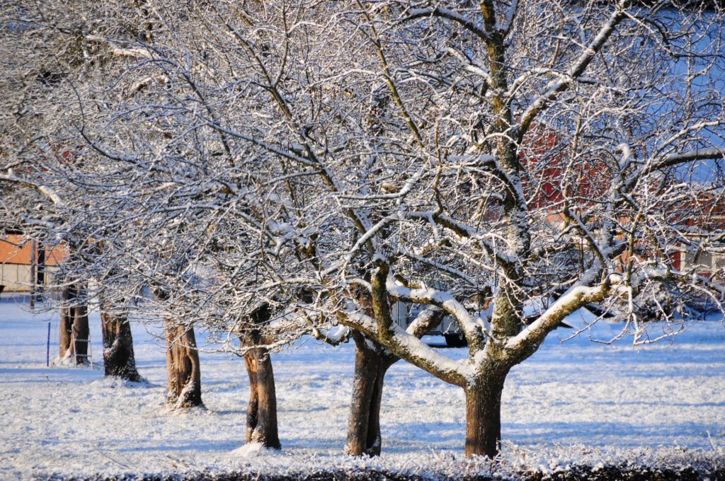 Les arbres fruitiers en hiver dans l'agriculture suisse