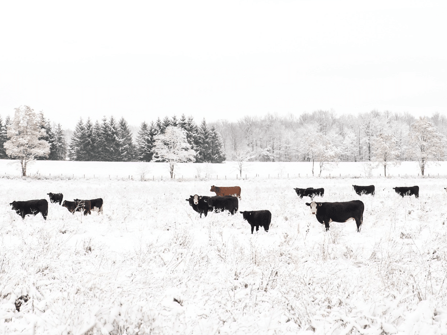 Les vaches aiment l'hiver. La saison froide leur permet de renforcer leur santé et système immunitaire.