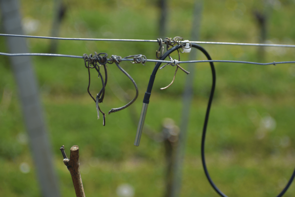 Capteur de température au plus proche du bourgeon. Système SmartBud, Ecosensors. Photo N. Messieux.