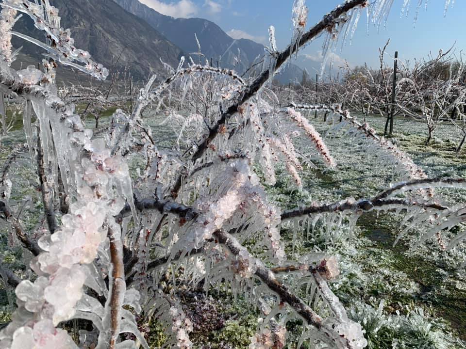 La problématique du gel de printemps sur les arbres fruitiers et les vignes