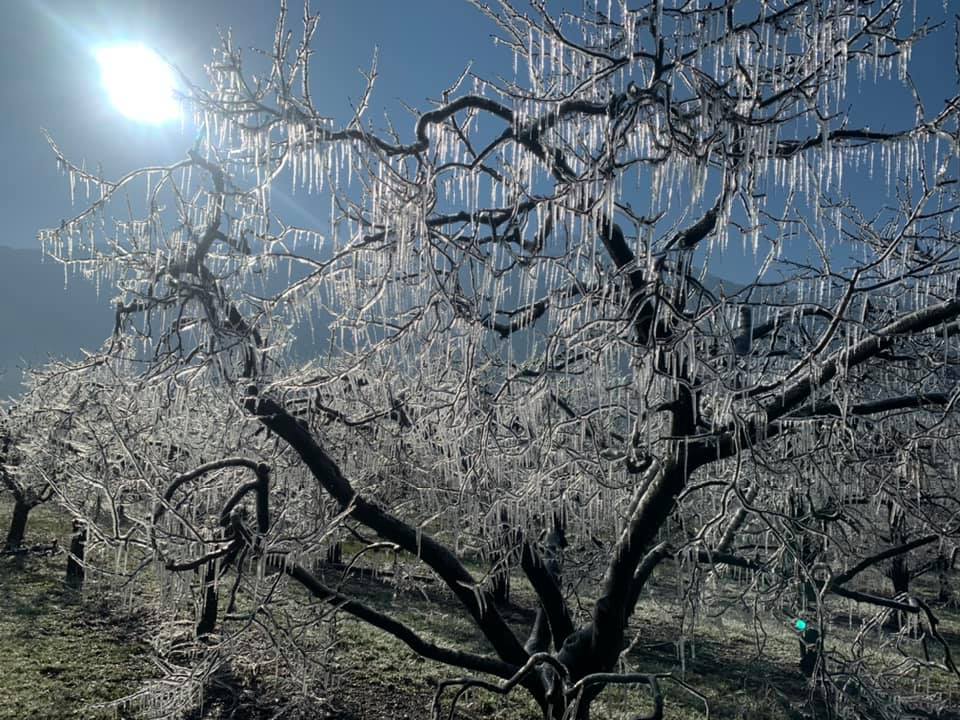 La problématique du gel de printemps sur les arbres fruitiers et les vignes