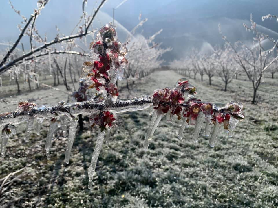 Le gel dans l’agriculture