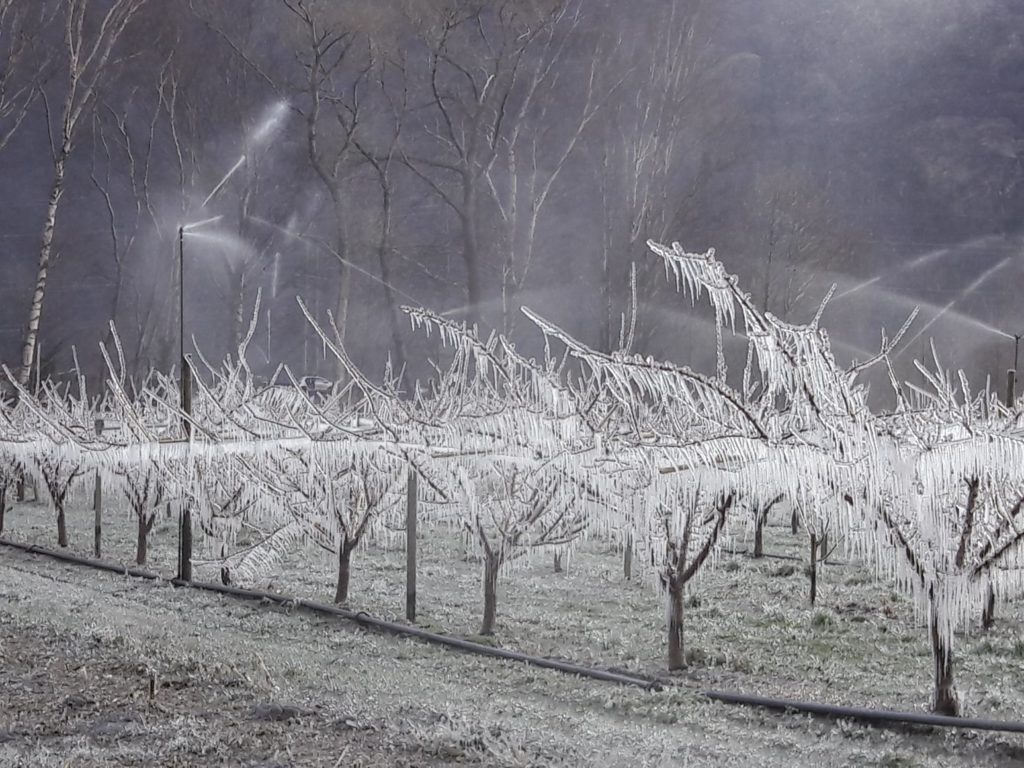 La problématique du gel de printemps sur les arbres fruitiers et les vignes