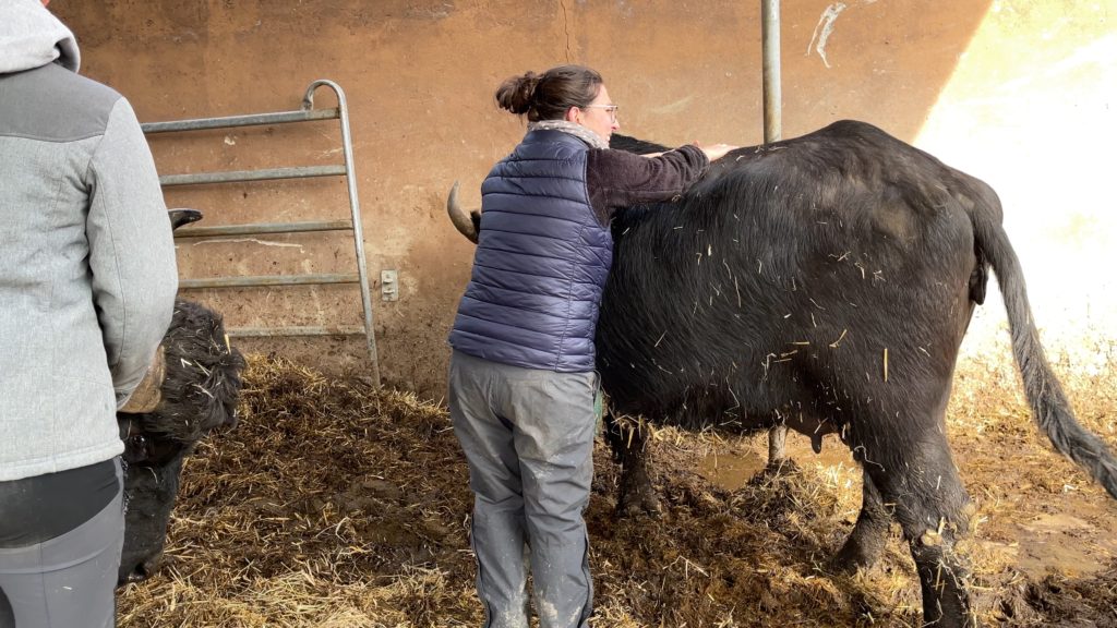 L'ostéopathie, une technique de soins possible pour guérir les bovins sur les exploitations suisses