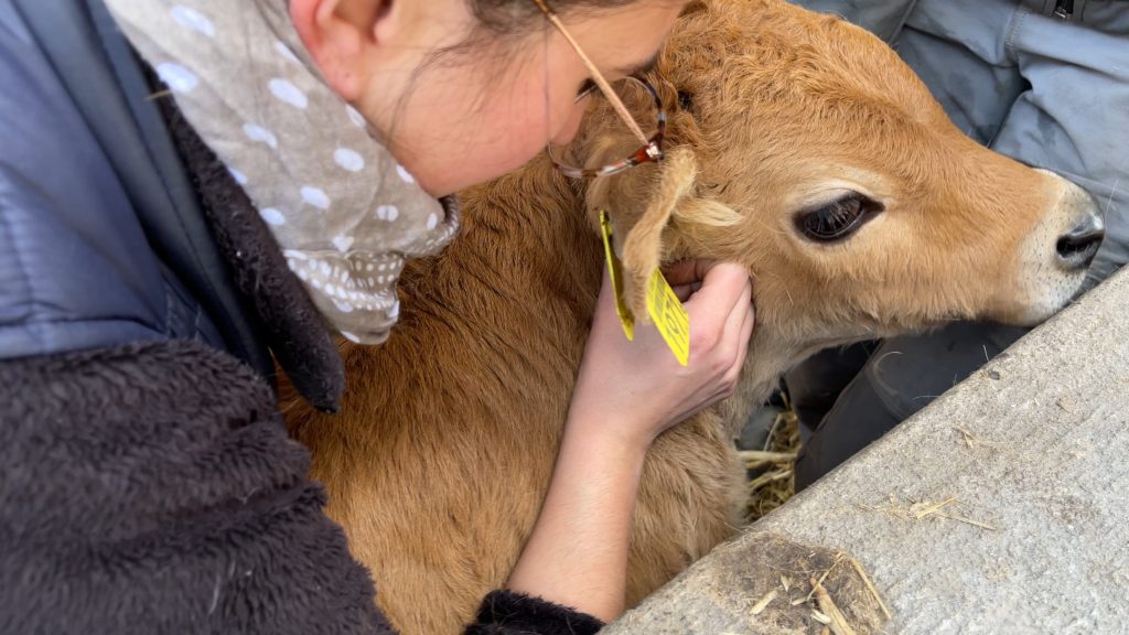 L'ostéopathie, une technique de soins possible pour guérir les bovins sur les exploitations suisses