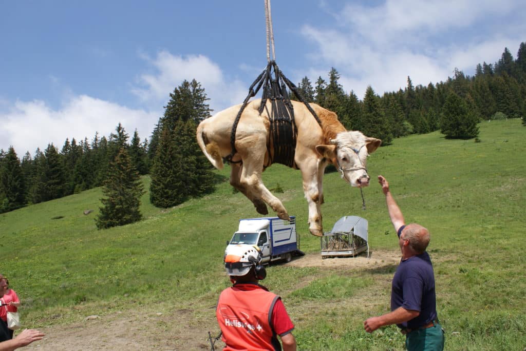 Héliport d'une vache nécessitant des soins