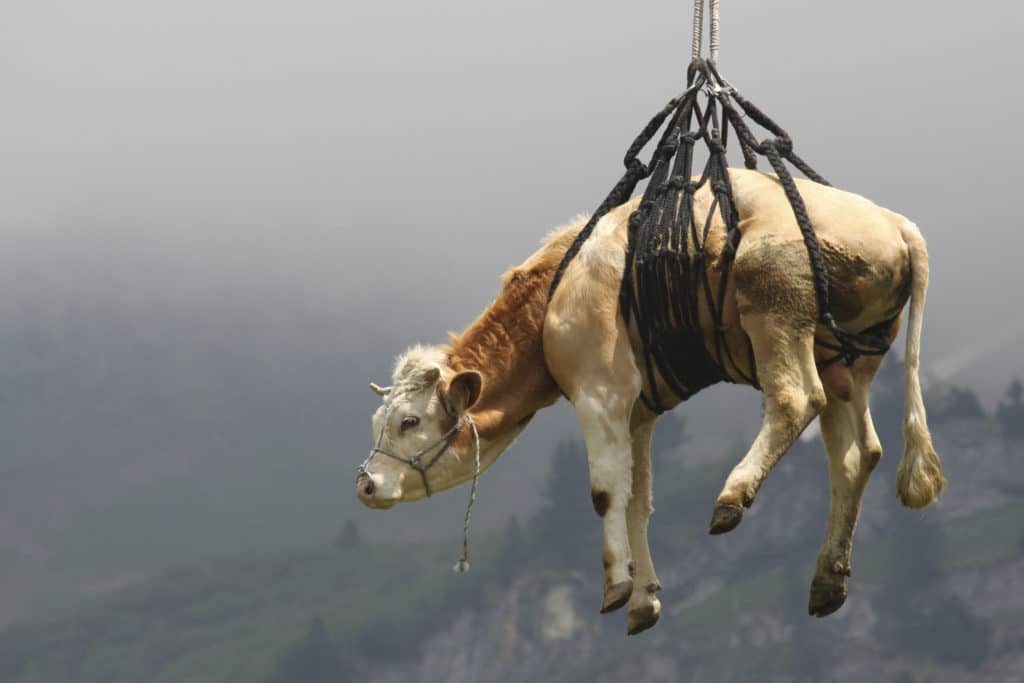 Quand le bétail s’envoie en l’air